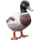 Canard colvert en résine géant