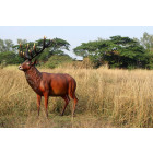 Cerf adulte patriarche en résine 116 cm