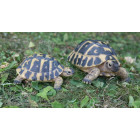 Tortue hermann en résine grand modèle