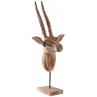 Trophée d'antilope