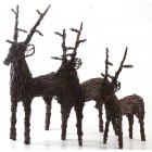 Cerf sur pied