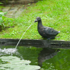 Fontaine de jardin à cracheur canard
