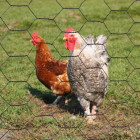 Grillage à poule 1x10 m virage - gris