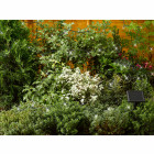 Guirlande solaire 7 m blanches 50 leds
