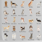 Papier peint chiens fond gris - CANI++