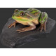 Grenouille en résine 34 cm 