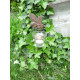 Photophores de jardin sur pique (lot de 4) 