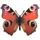 Décoration murale papillon (lot de 2) 