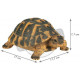 Tortue hermann en résine 