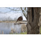 Oiseau à planter rouge gorge en acier corten hauteur 22cm 