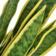 Plante artificielle avec pot sansevière 65 cm vert 