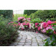Bordure pour potager - noisetier tressage horizontal - hauteur 25 cm - Largeur au choix 
