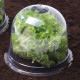 Cloches à salades plastique translucide Ose (lot de 6) 