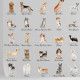 Papier peint chiens fond gris - CANI++ 