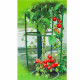 Tuteur de tomate grappe 1.5x0.3x0.3m 