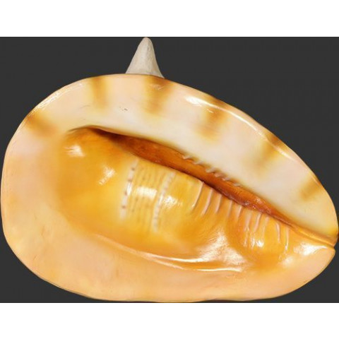 Coquillage bénitier géant en résine 60 cm