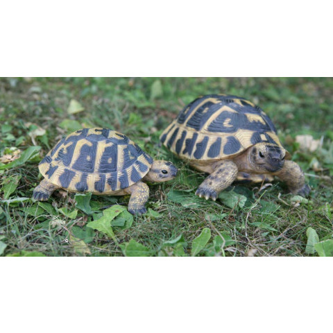 Tortue hermann en résine grand modèle