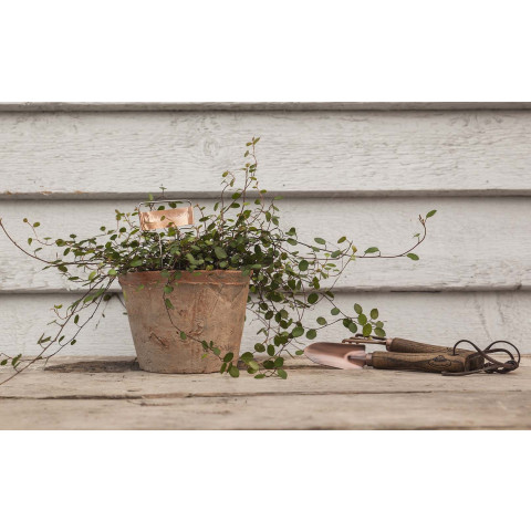 Etiquettes à plantes en cuivre (lot de 6)