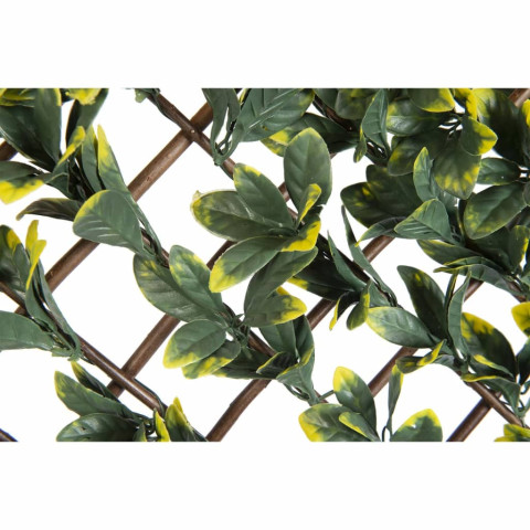 Treillis de jardin troène de californie feuilles vertes/jaunes
