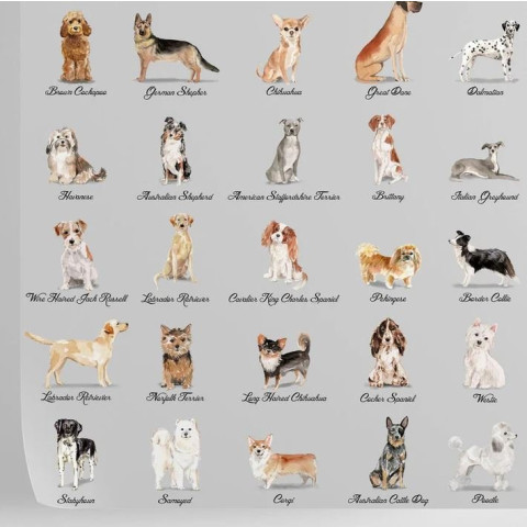 Papier peint chiens fond gris - CANI++